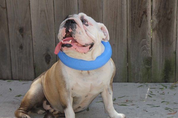 Perfect for Dogs that Overheat - the Chill Collar