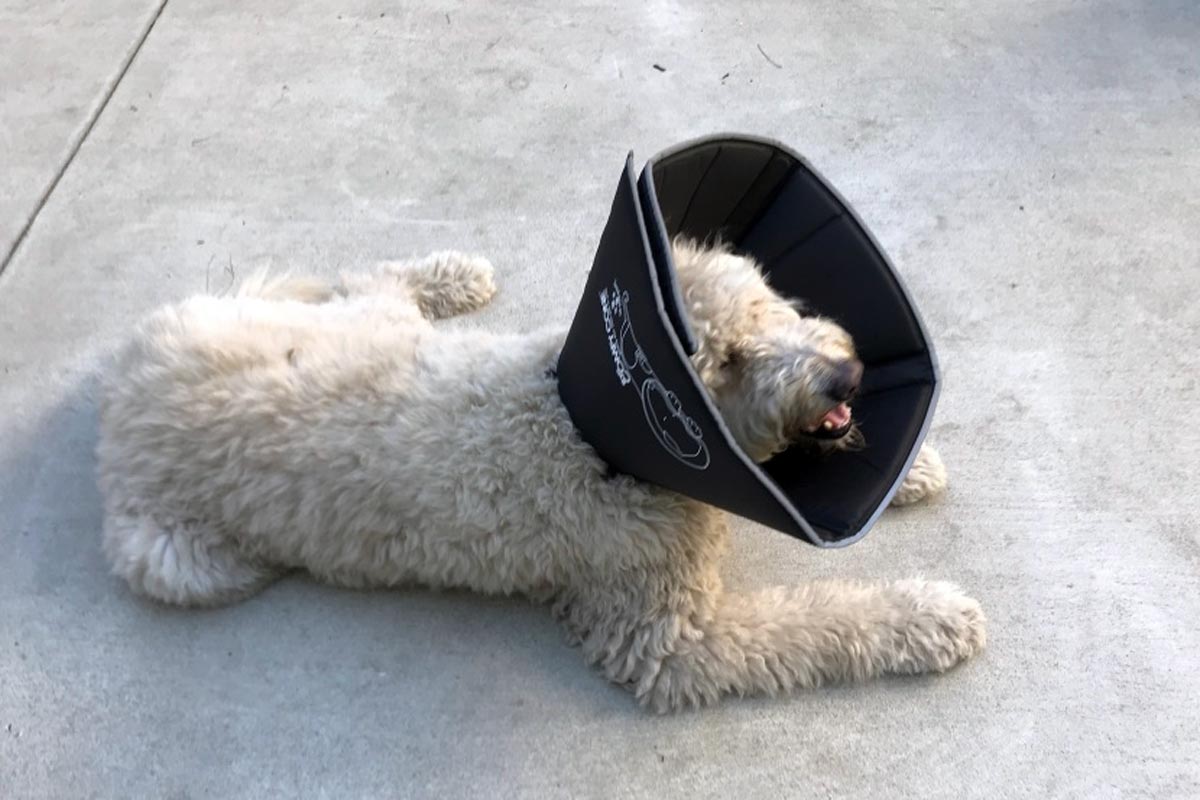 can a dog drink water with a cone on