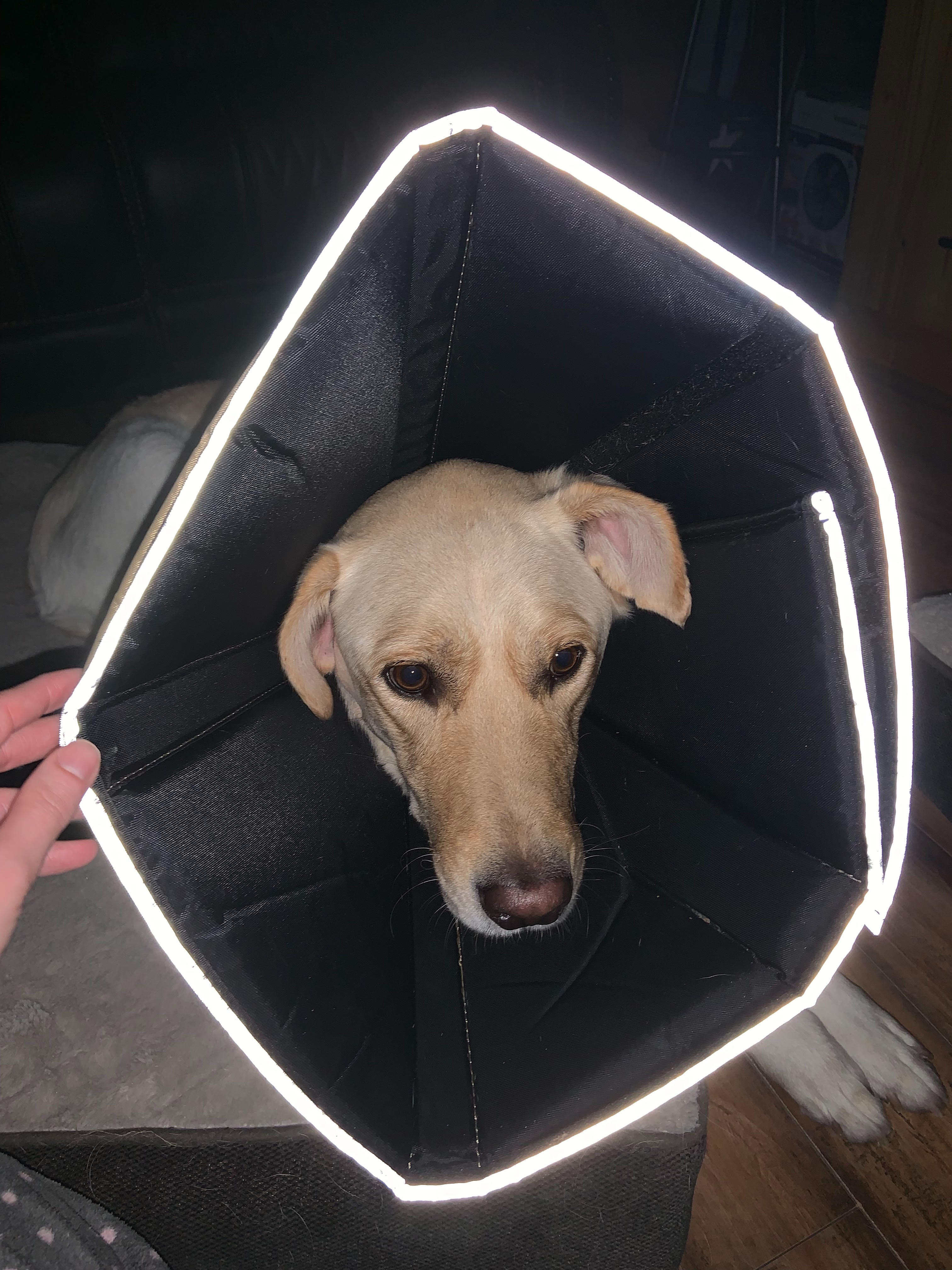 100lb dog wears comfy cone
