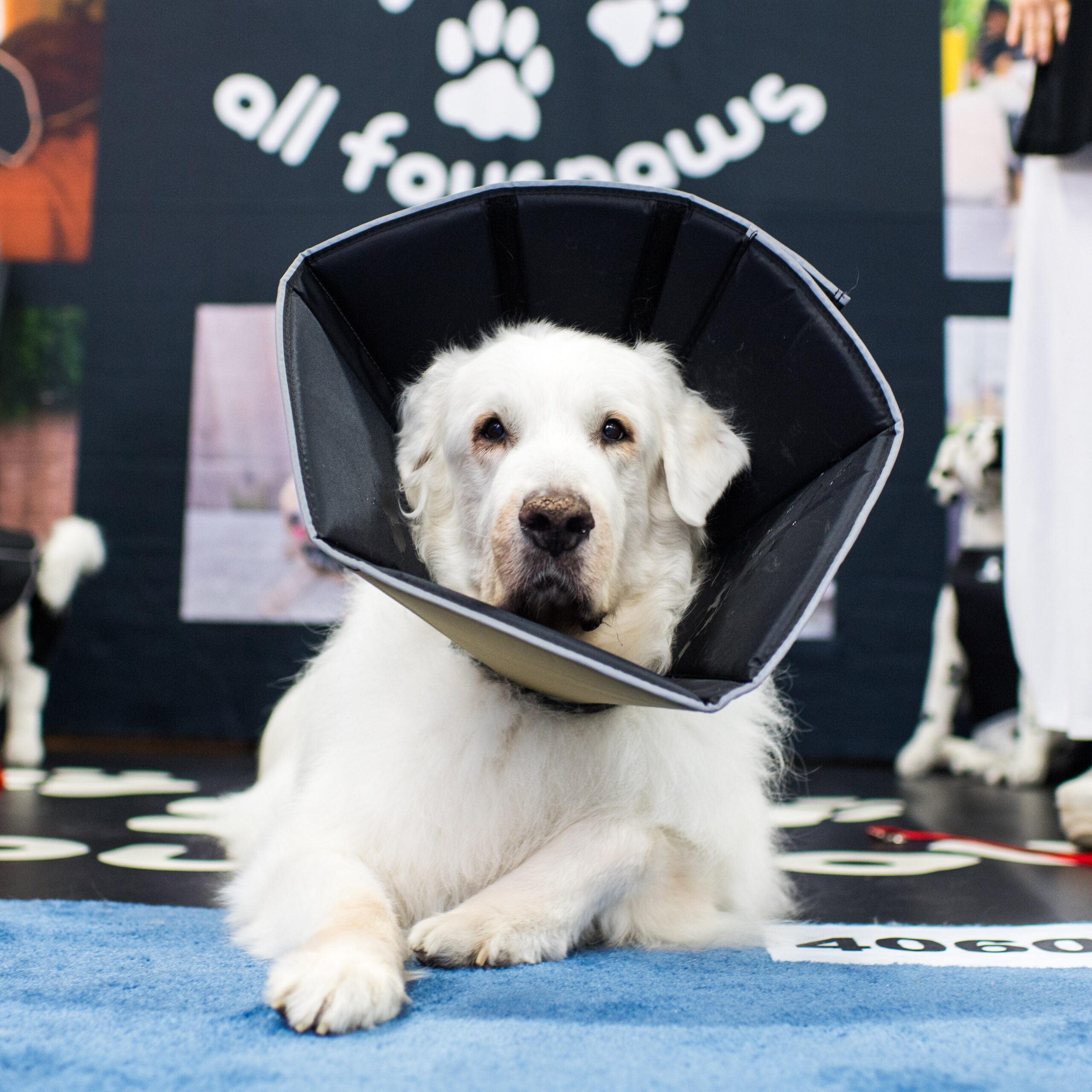 The Comfy Cone Named Pet Science Review’s Top Pick for Dog Recovery Cones