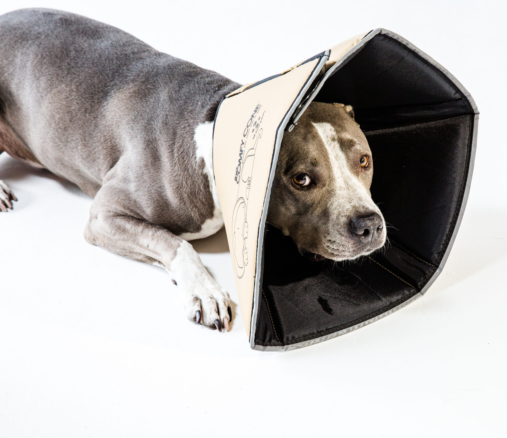 The Comfy Cone Named PetMD’s Best in Show Dog Recovery Cone